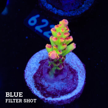 Acropora Microklados 'SSC'