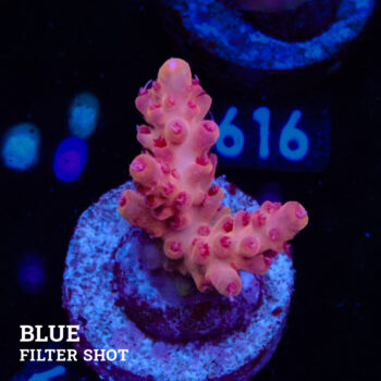 Acropora Millepora 'Pink'