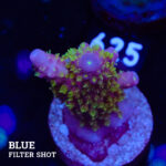Acropora Gimmifera 'Tricolor'