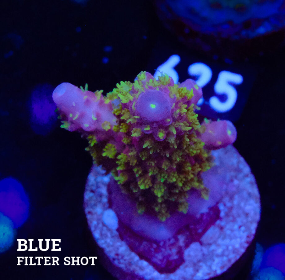 Acropora Gimmifera "Tricolor