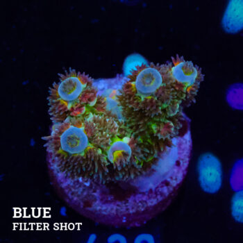 Acropora Tenuis 'Green Shimmer'