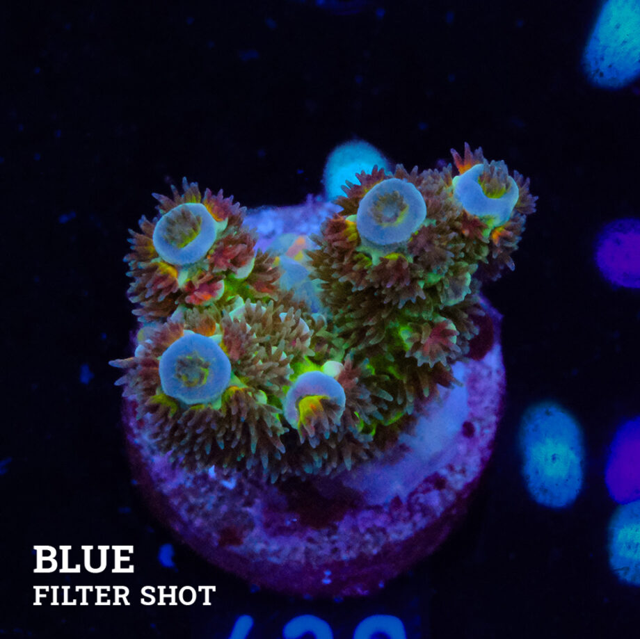 Acropora Tenuis 'Green Shimmer' (lueur verte)