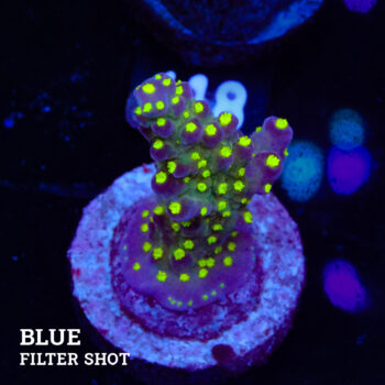 Acropora 'Tricolor'
