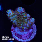 Acropora Tenuis 'Green Shimmer'