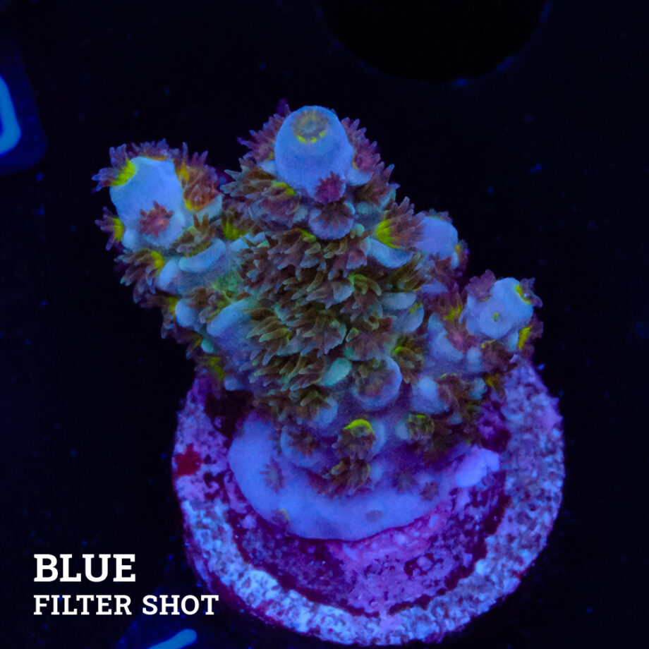 Acropora Tenuis 'Green Shimmer' (Brillo verde)