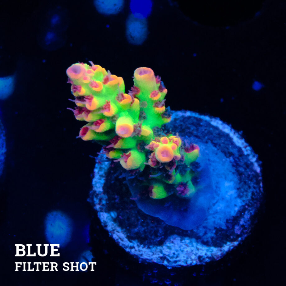 Acropora Microklados 'SSC'