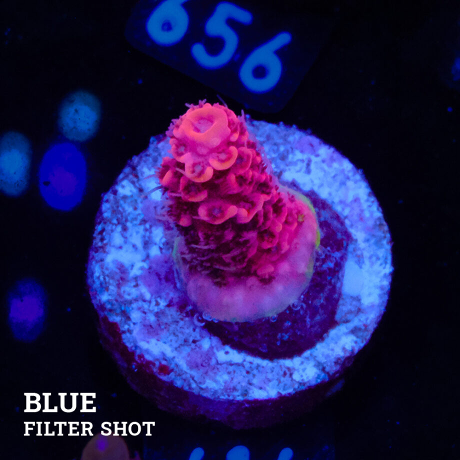 Acropora Millepora 'Pink' S