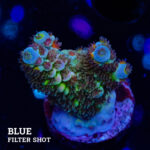 Acropora Tenuis 'Green Shimmer'