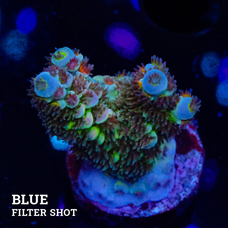 Acropora Tenuis 'Green Shimmer'