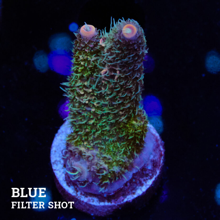 Acropora Millepora 'Pastel Rainbow