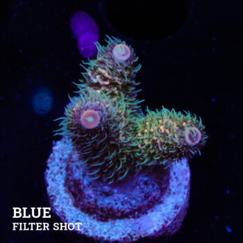 Acropora Millepora 'Pastel Rainbow'