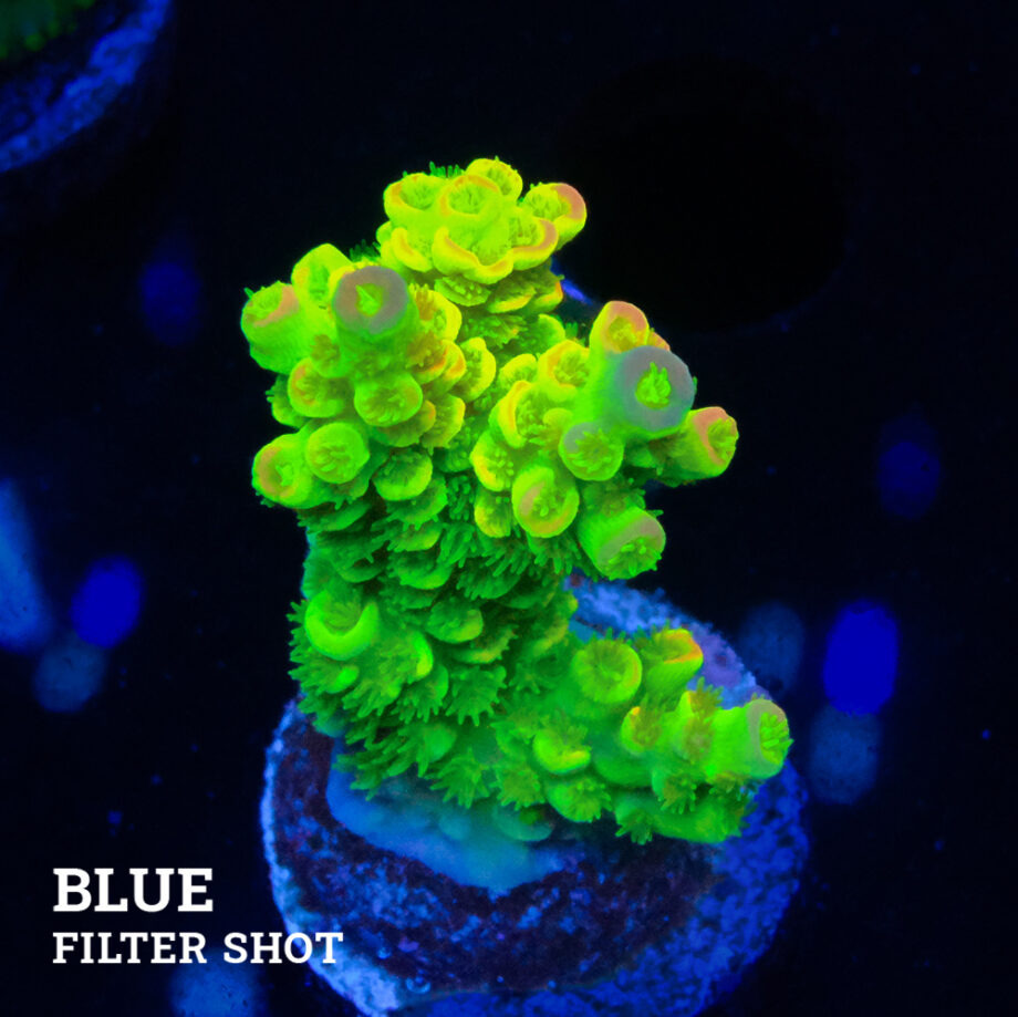 Acropora Tenuis 'Arco iris verde ultra'