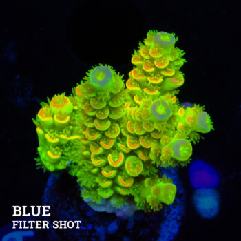 Acropora Tenuis 'Green Rainbow Ultra'