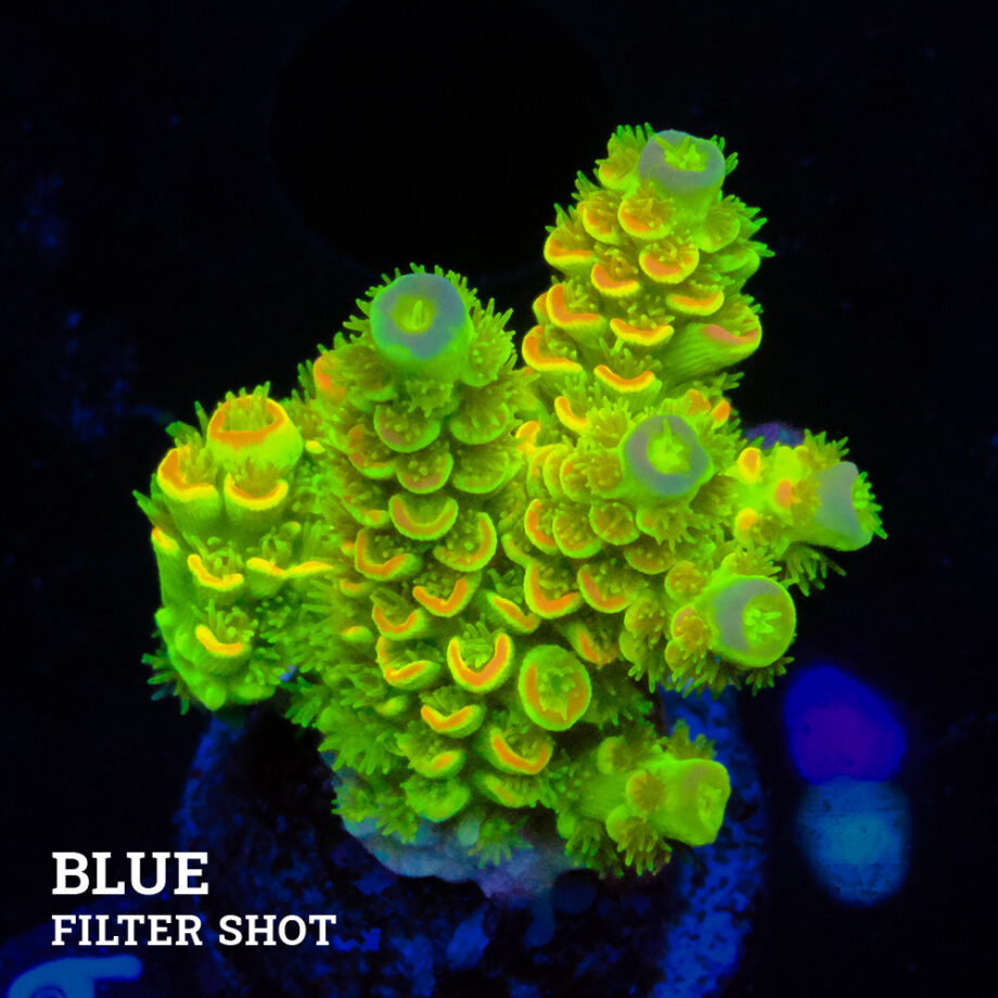 Acropora Tenuis 'Arco iris verde ultra'