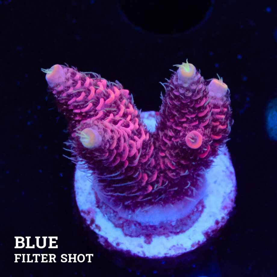 Acropora Millepora 'Pink'