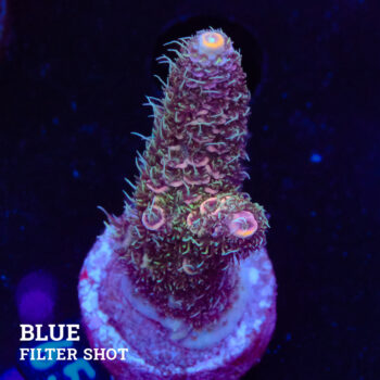 Acropora Millepora 'Pastel Rainbow'
