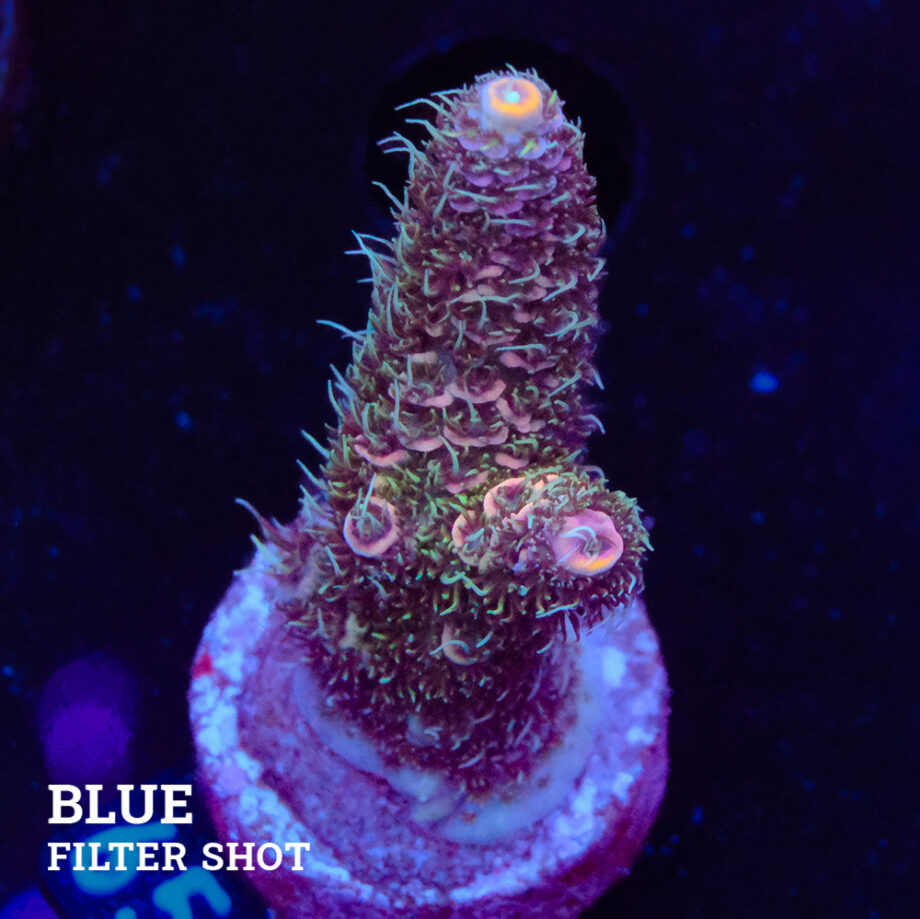 Acropora Millepora 'Pastel Rainbow'