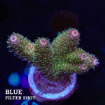 Acropora Millepora 'Pastel Rainbow'