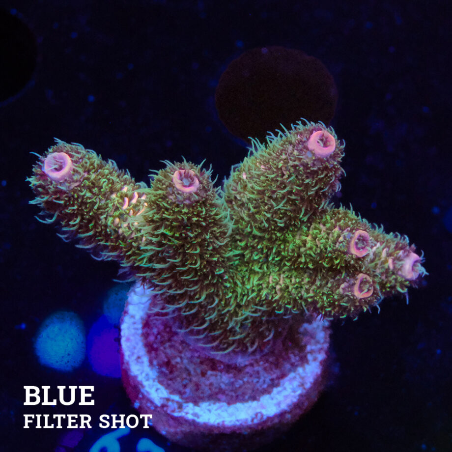 Acropora Millepora 'Pastel Rainbow'