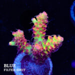 Acropora Microklados 'SSC'