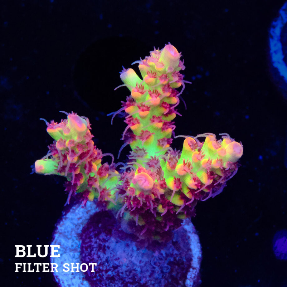Acropora Microklados 'SSC