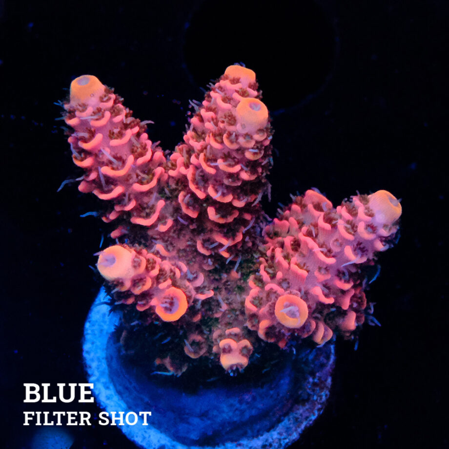 Acropora Millepora 'Pink'