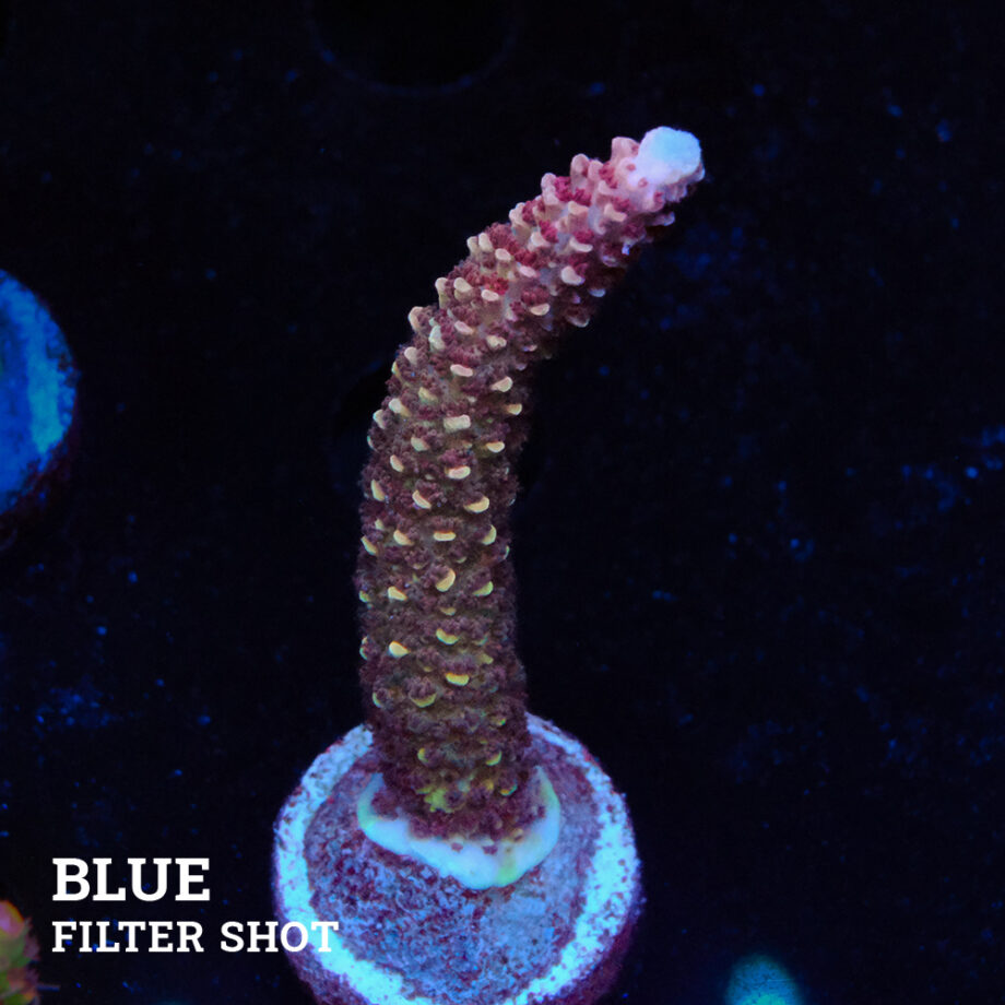Acropora Aspera