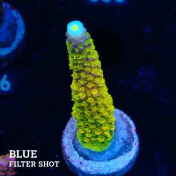 Acropora Aspera 'Neón
