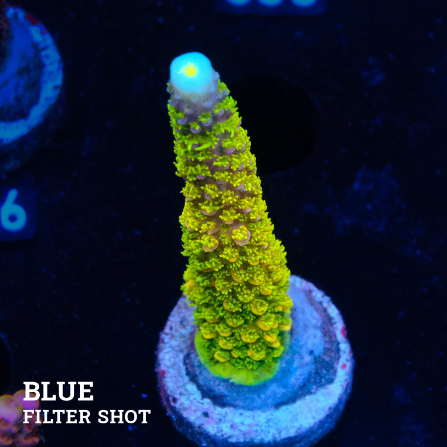 Acropora Aspera 'Néon