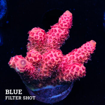 Acropora Millepora 'Rosa