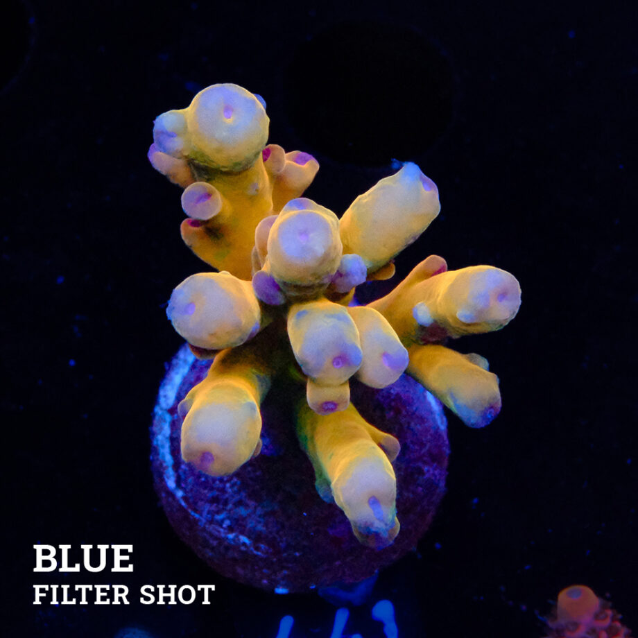 Acropora 'Jawdropper'