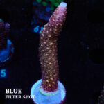 Acropora Aspera