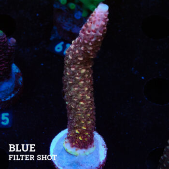 Acropora aspera