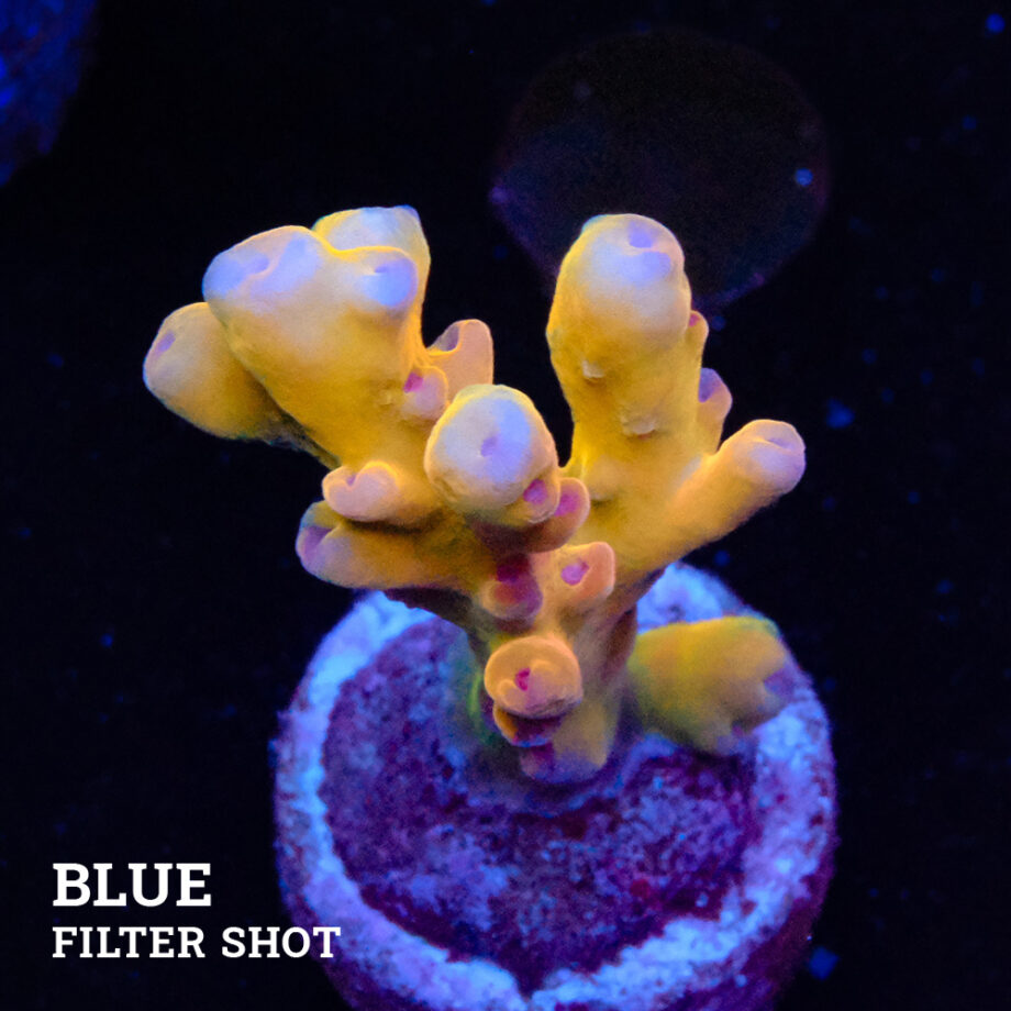 Acropora 'Jawdropper' (gotero)