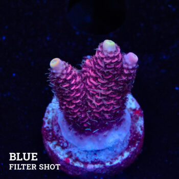 Acropora Millepora 'Rosa