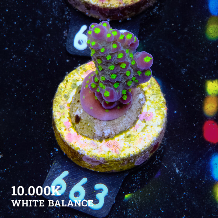 Acropora 'Tricolor'