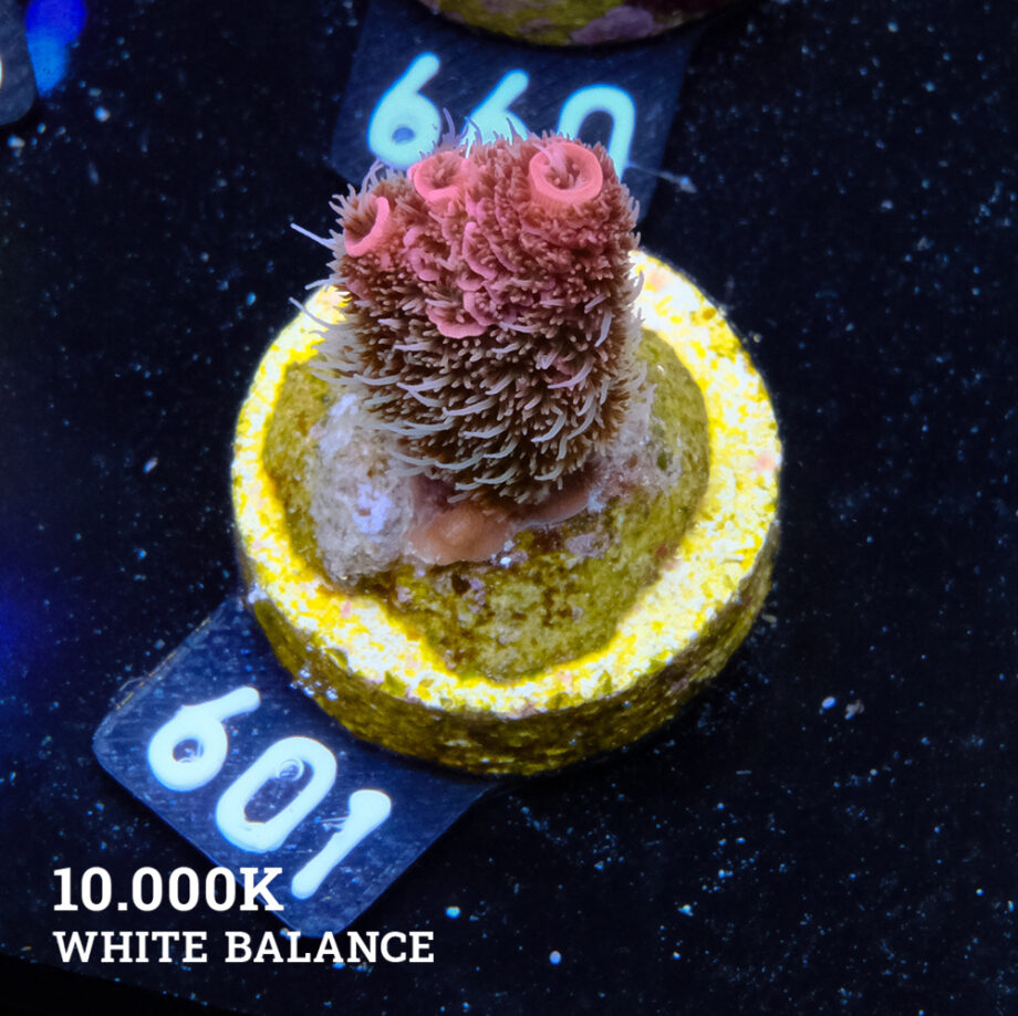 Acropora Millepora 'Rainbow'