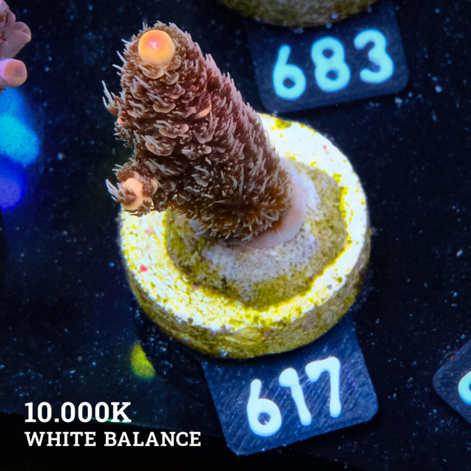 Acropora Millepora 'Orange'