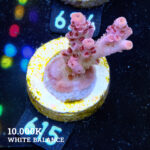TK Red Lavender
