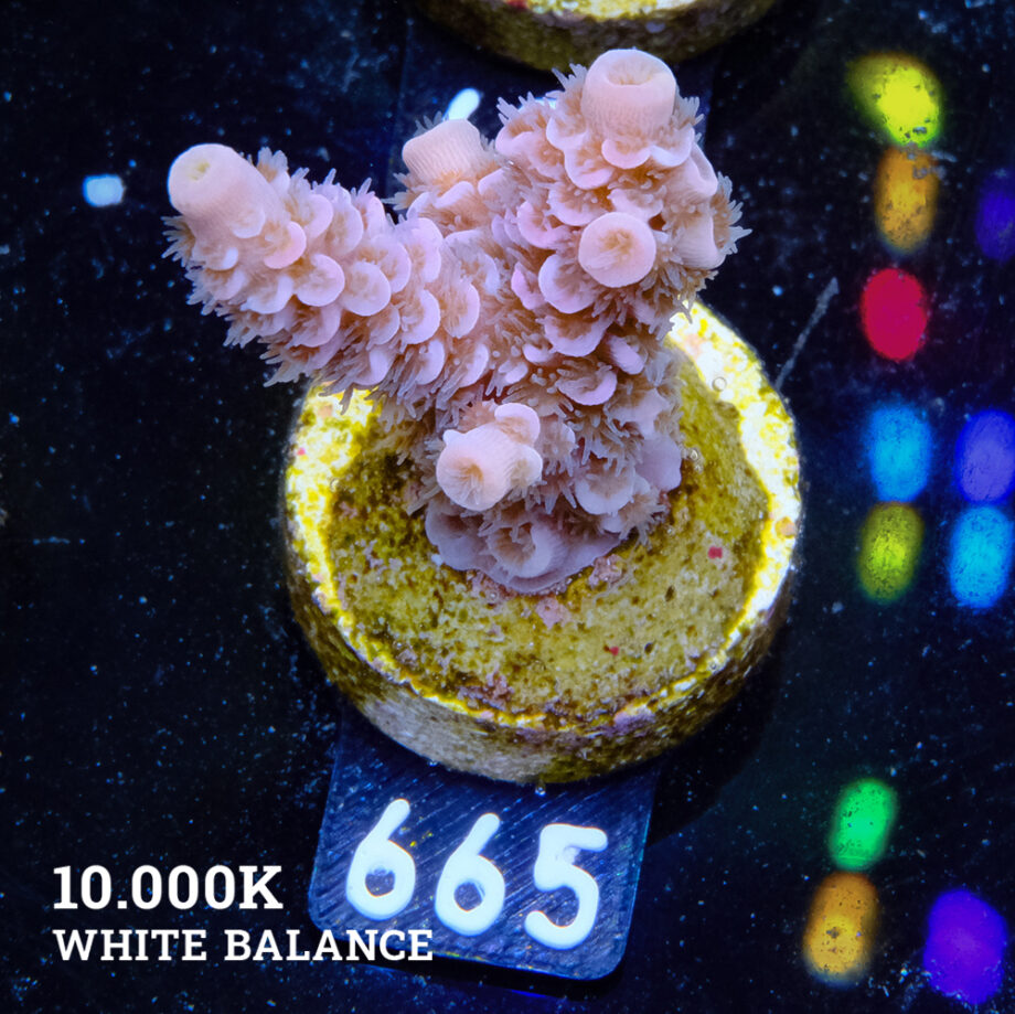Acropora Tenuis 'Soft Pink'
