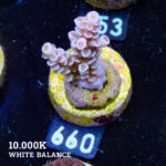Acropora Tenuis 'Soft Pink'