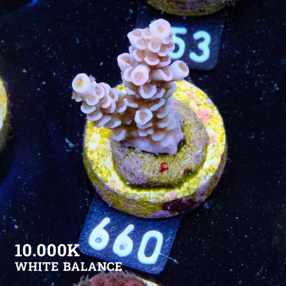 Acropora Tenuis 'Soft Pink'