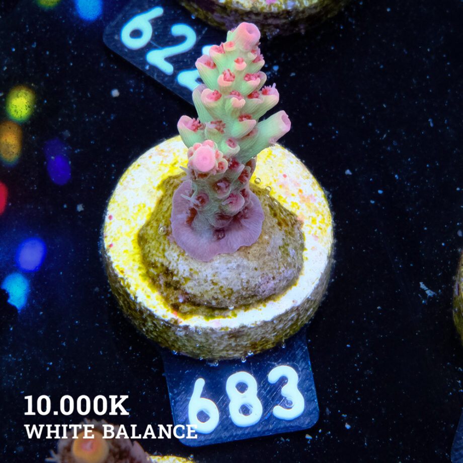 Acropora Microklados 'SSC'
