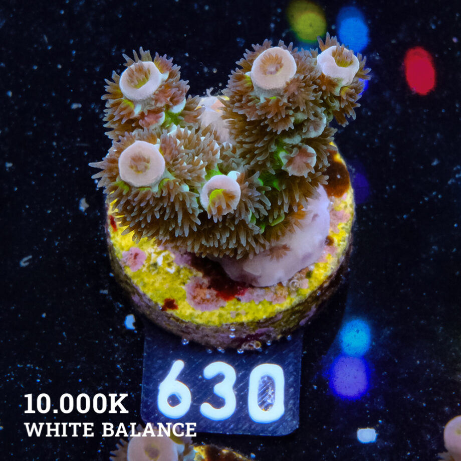 Acropora Tenuis 'Green Shimmer' (lueur verte)