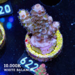Acropora Tenuis 'Green Shimmer'