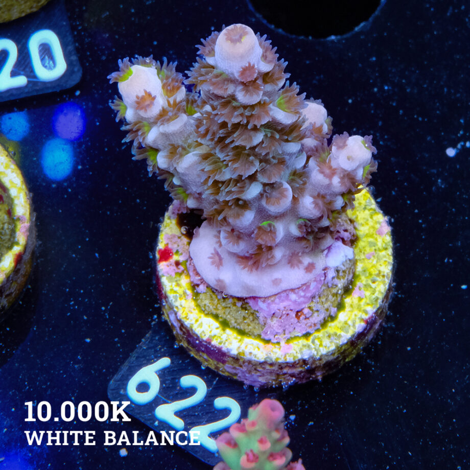 Acropora Tenuis 'Green Shimmer' (Brillo verde)