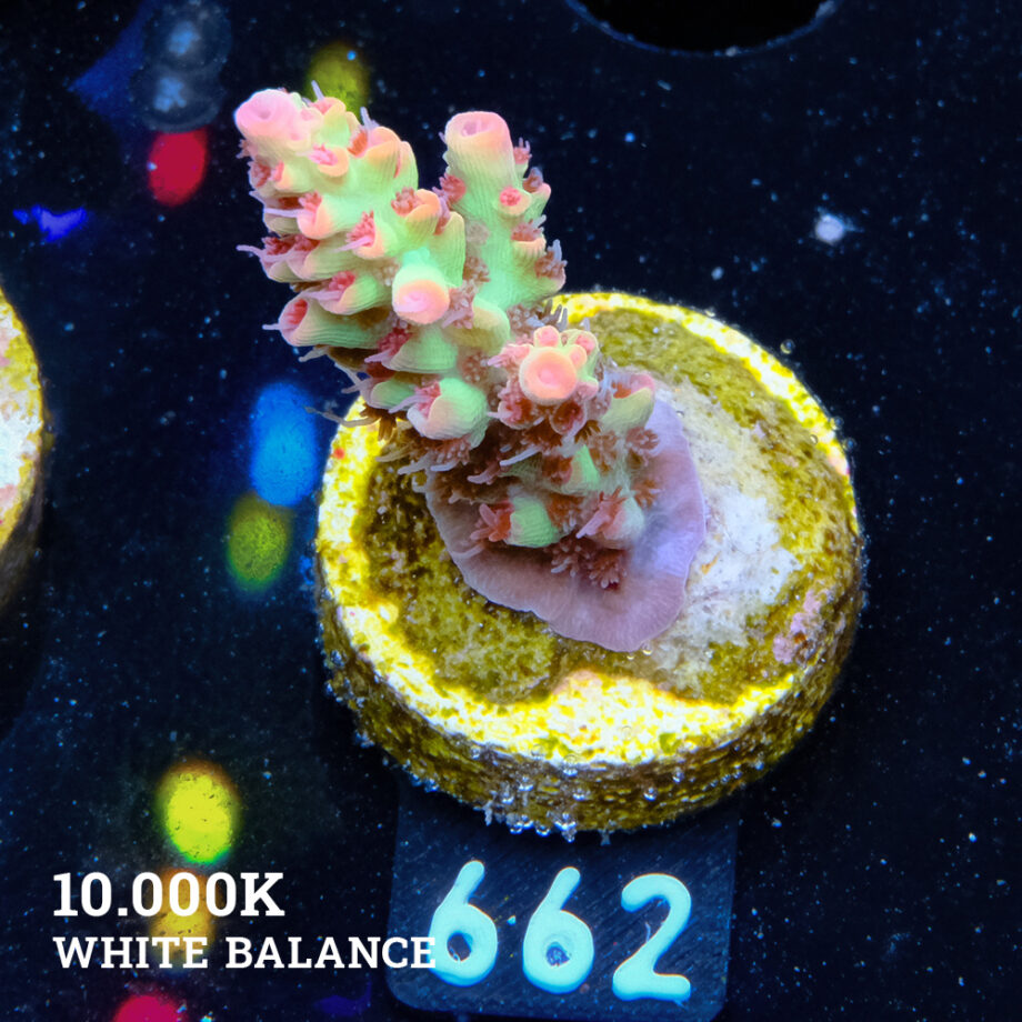 Acropora Microklados 'SSC'