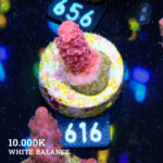 Acropora Millepora 'Pink' S