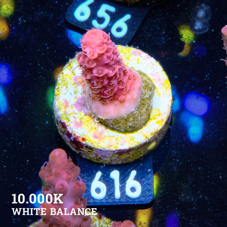 Acropora Millepora 'Pink' S