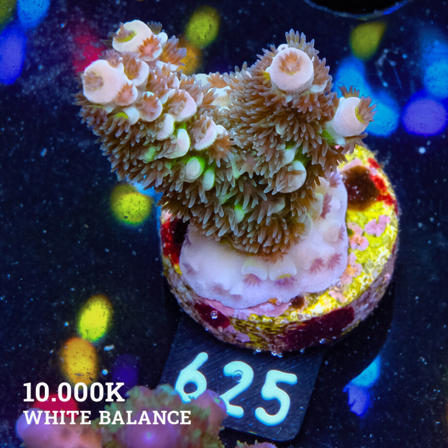 Acropora Tenuis 'Green Shimmer'